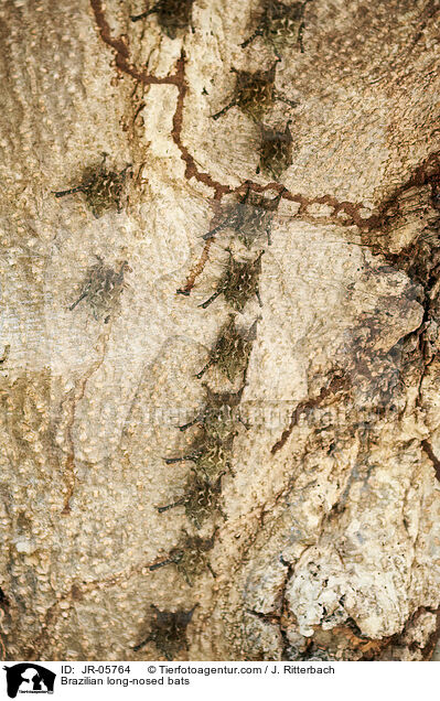 Nasenfledermuse / Brazilian long-nosed bats / JR-05764