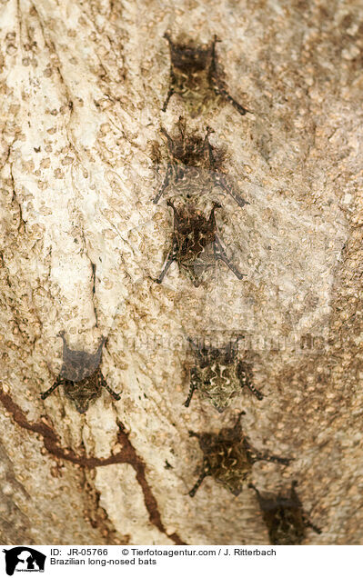 Brazilian long-nosed bats / JR-05766