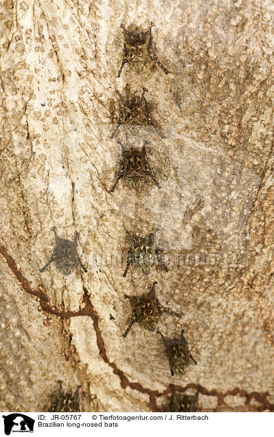 Nasenfledermuse / Brazilian long-nosed bats / JR-05767