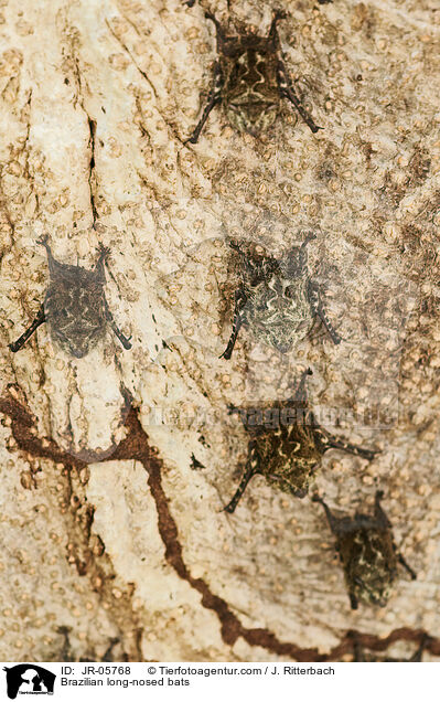 Brazilian long-nosed bats / JR-05768