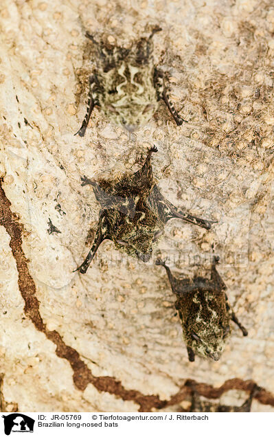 Brazilian long-nosed bats / JR-05769