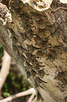 Brazilian long-nosed bats