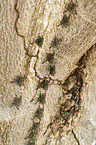 Brazilian long-nosed bats