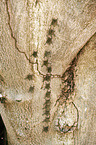 Brazilian long-nosed bats