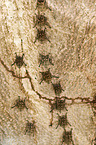 Brazilian long-nosed bats