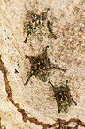 Brazilian long-nosed bats