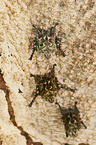 Brazilian long-nosed bats