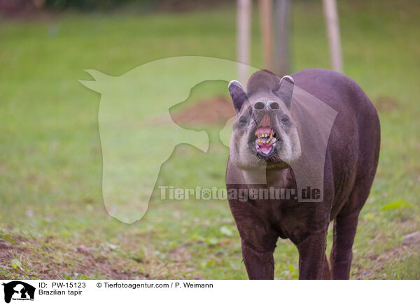 Flachlandtapir / Brazilian tapir / PW-15123