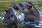 Brazilian tapirs