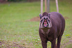 Brazilian tapir