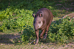 Brazilian tapir