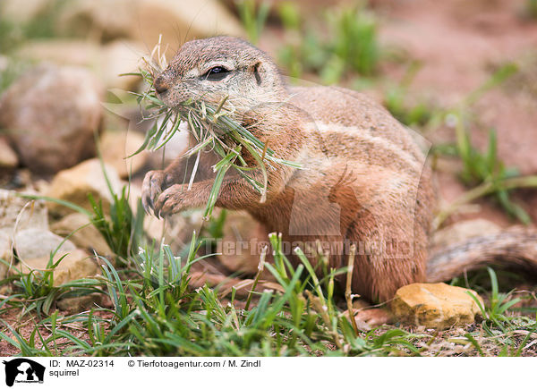 Borstenhrnchen / squirrel / MAZ-02314