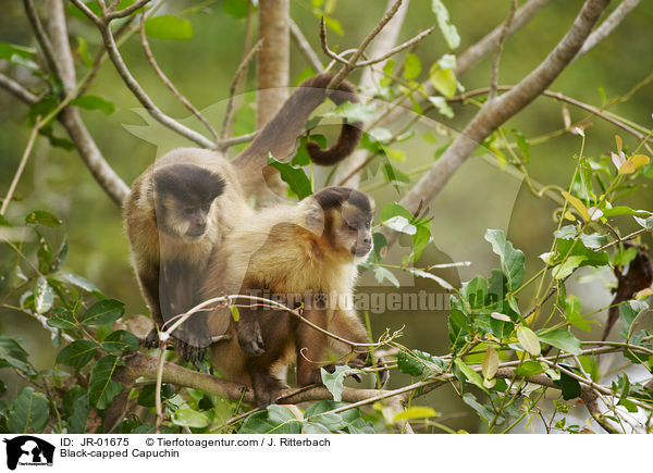 Black-capped Capuchin / JR-01675