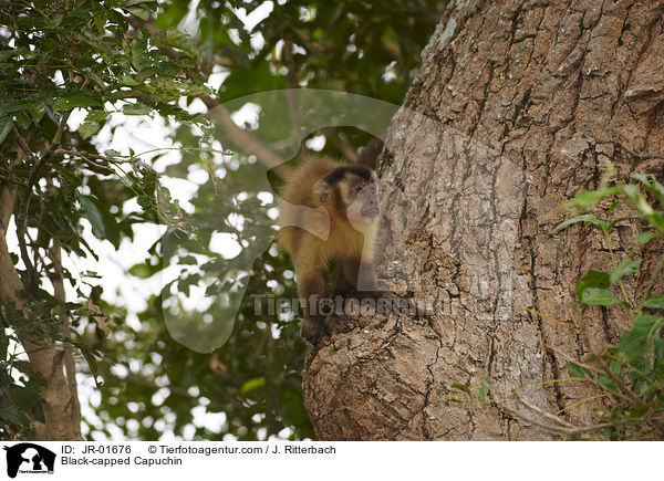 Haubenkapuziner / Black-capped Capuchin / JR-01676