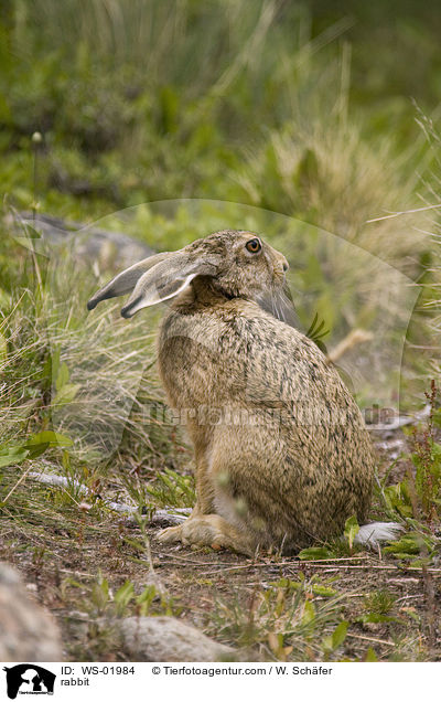 rabbit / WS-01984