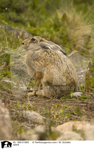 rabbit / WS-01985