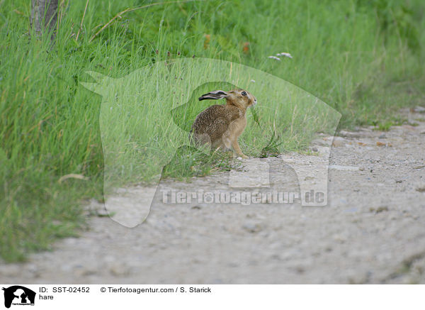 hare / SST-02452
