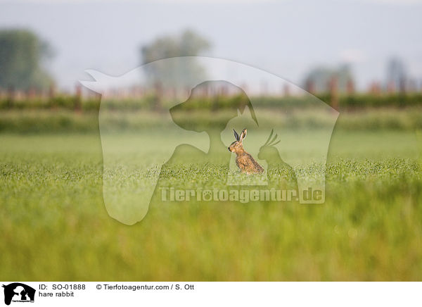 hare rabbit / SO-01888