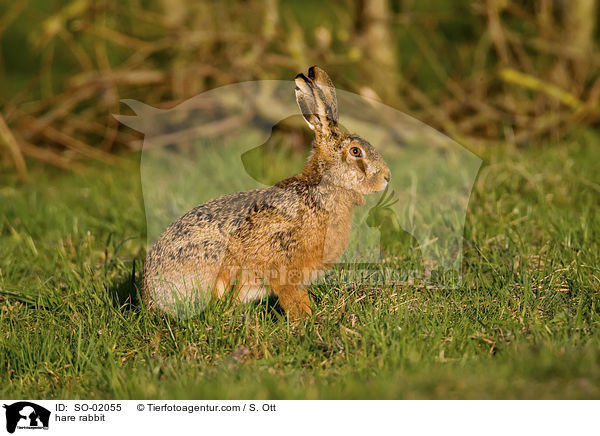 hare rabbit / SO-02055