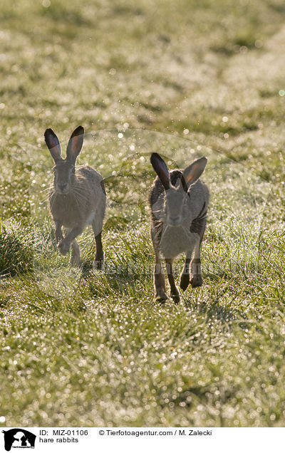 Feldhasen / hare rabbits / MIZ-01106