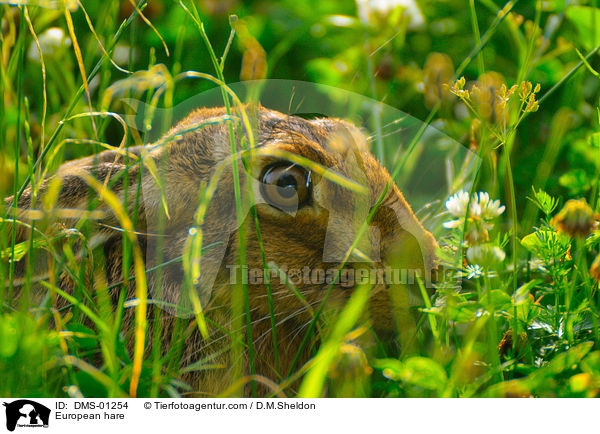 European hare / DMS-01254