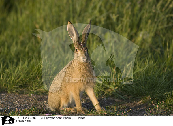 brown hare / THA-02282