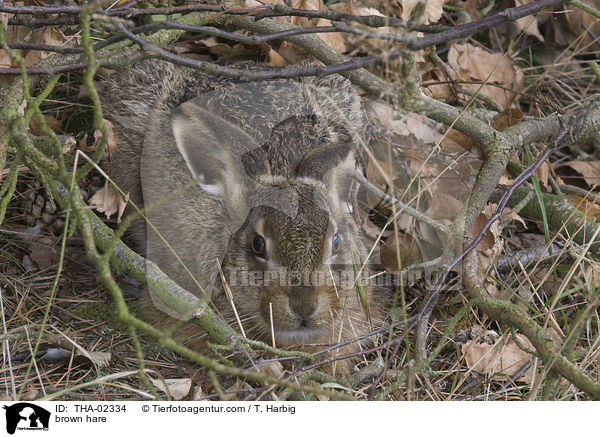 Feldhase / brown hare / THA-02334