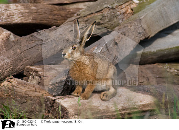 Feldhase / European hare / SO-02246