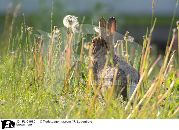 Feldhase / brown hare / FL-01686