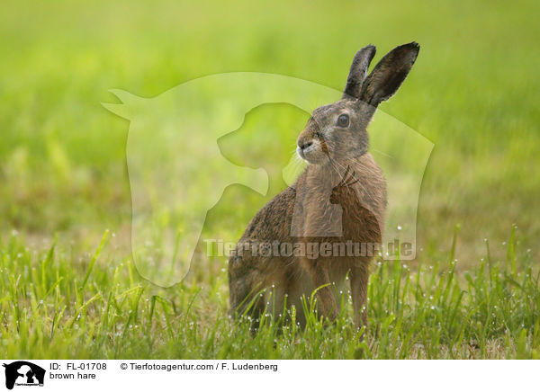 Feldhase / brown hare / FL-01708