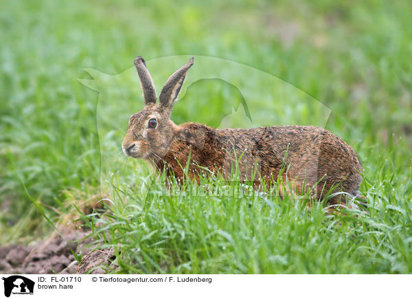 Feldhase / brown hare / FL-01710