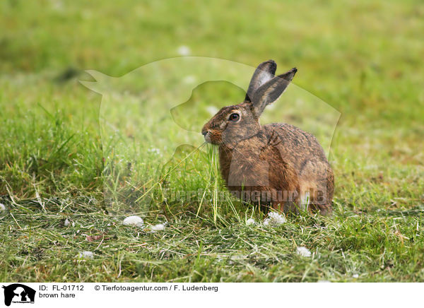 Feldhase / brown hare / FL-01712