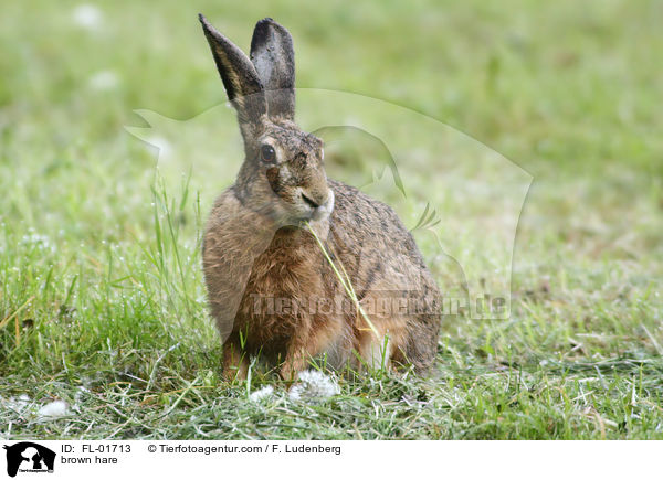 Feldhase / brown hare / FL-01713