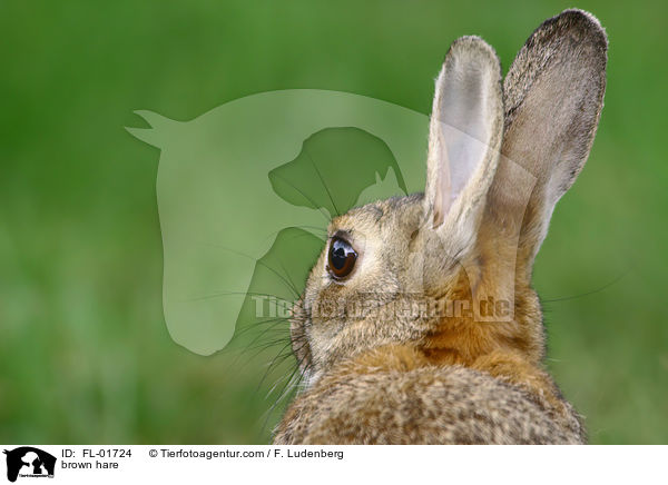 Feldhase / brown hare / FL-01724