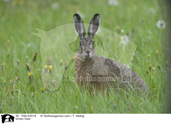 Feldhase / brown hare / THA-03519