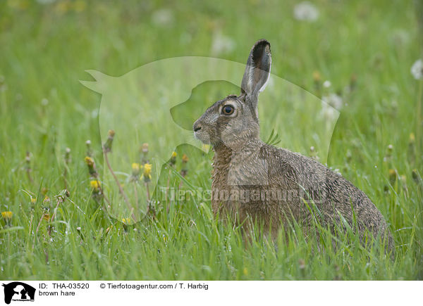 Feldhase / brown hare / THA-03520