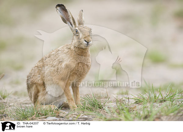 Feldhase / brown hare / THA-04207