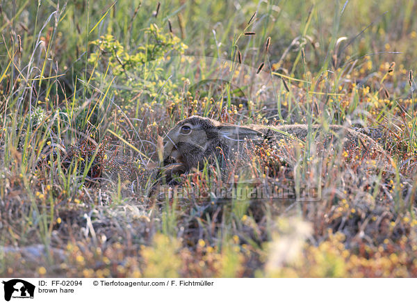 Feldhase / brown hare / FF-02094