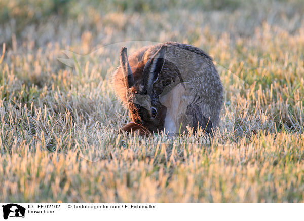 Feldhase / brown hare / FF-02102