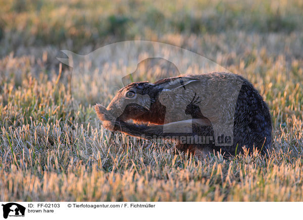 Feldhase / brown hare / FF-02103