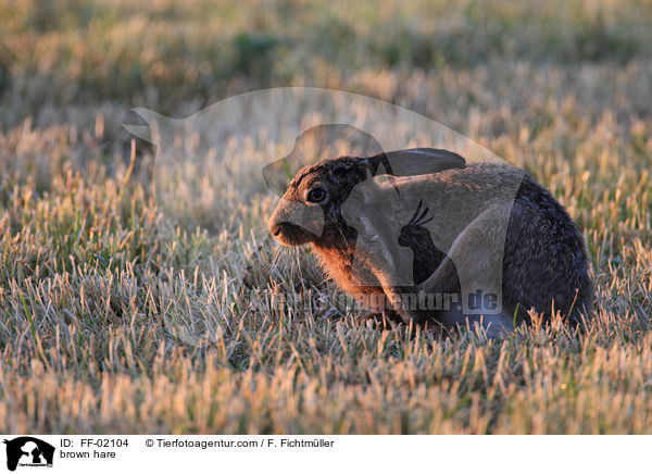 Feldhase / brown hare / FF-02104