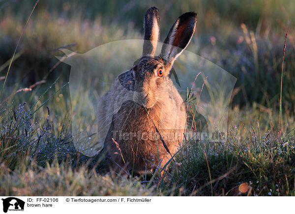 Feldhase / brown hare / FF-02106