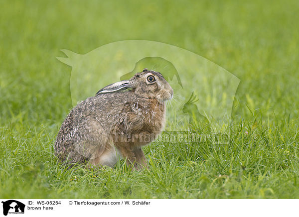 Feldhase / brown hare / WS-05254