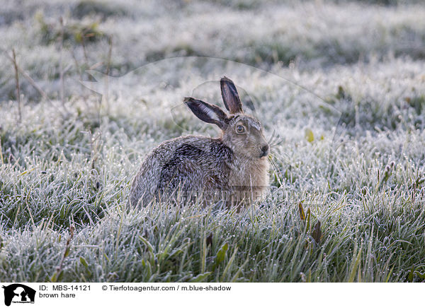Feldhase / brown hare / MBS-14121