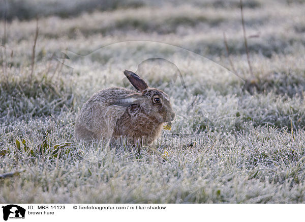 Feldhase / brown hare / MBS-14123