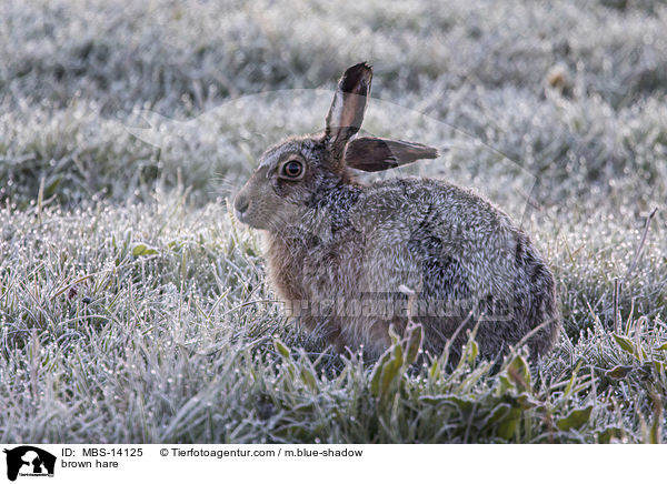 Feldhase / brown hare / MBS-14125