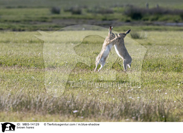 Feldhasen / brown hares / MBS-14129