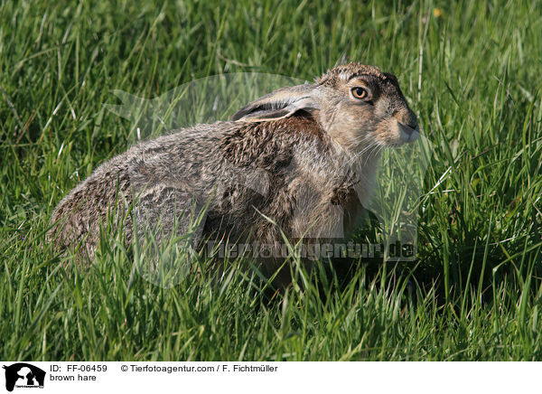 Feldhase / brown hare / FF-06459
