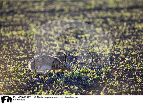 Feldhase / brown hare / MBS-16597