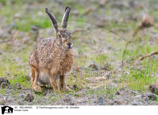 Feldhase / brown hare / WS-08483